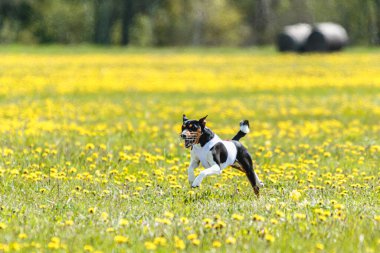 Basenji köpeği yaz yarışmasında sahada beyaz ceketle koşuyor.