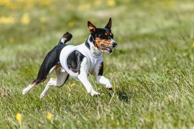 Basenji köpeği yaz yarışmasında sahada beyaz ceketle koşuyor.