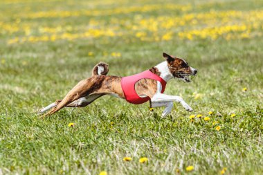 Basenji köpeği yaz yarışmasında sahada kırmızı ceketle koşuyor.