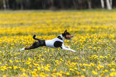 Basenji köpeği yaz yarışmasında sahada beyaz ceketle koşuyor.