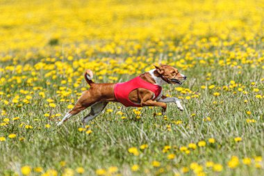 Basenji köpeği yaz yarışmasında sahada kırmızı ceketle koşuyor.