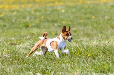 Basenji köpeği yaz yarışmasında sahada beyaz ceketle koşuyor.