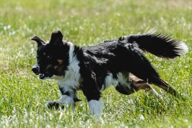 Köpek yeşil alanda koşuyor ve yarışmada son sürat kameraya doğru koşuyor.