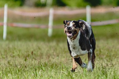 Catahoula leopar köpeği hızlı koşuyor ve köpek yarışı için yeşil alanda yem kovalıyor.