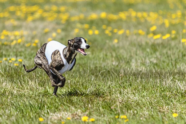 Whippet Σπρίντερ Τρέχει Λευκό Σακάκι Για Coursing Field Στο Διαγωνισμό — Φωτογραφία Αρχείου