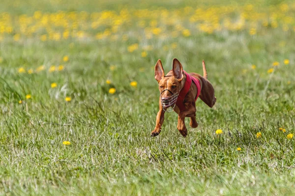 Pharaoh hound dog in red shirt running and chasing lure in the field in summer