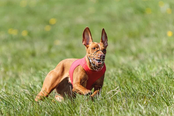 穿着红衫的法老猎犬在田里跑来跑去 追逐着诱饵 — 图库照片