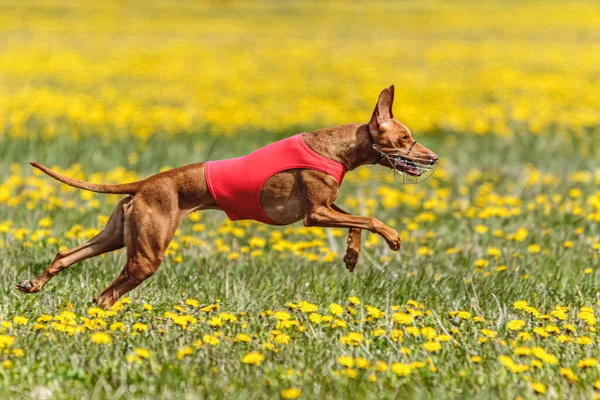 Pharaoh hound dog in red shirt running and chasing lure in the field in summer