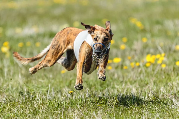 Galgo Perro Camisa Blanca Corriendo Persiguiendo Señuelo Campo Verano —  Fotos de Stock