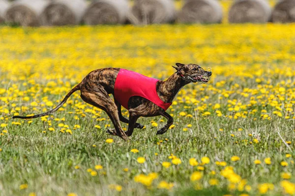 Greyhound dog in red shirt running and chasing lure in the field in summer
