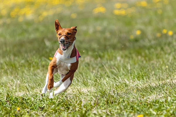 Cão Basenji Que Corre Jaqueta Vermelha Campo Curso Competição Verão — Fotografia de Stock