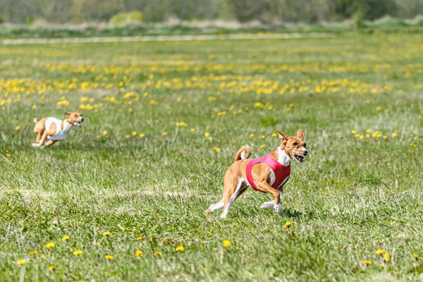 Basenji Dog Running Red Jacket Coursing Field Competition Summer — Stock Photo, Image