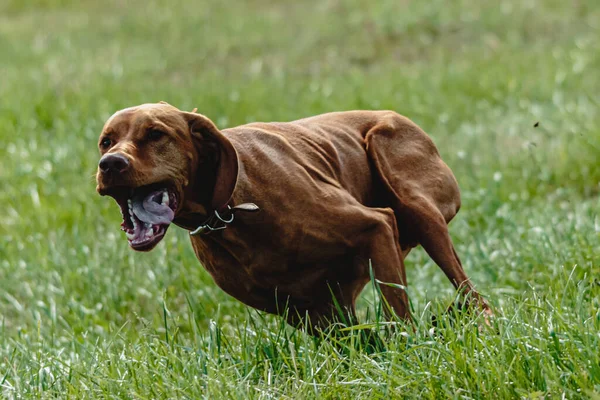 Hund Läuft Auf Der Grünen Wiese Und Jagt Köder Mit — Stockfoto