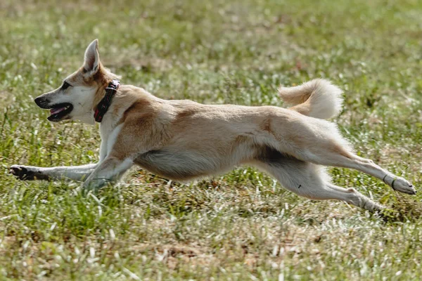 Hund Fliegt Bei Lockkurs Wettbewerb Über Das Feld — Stockfoto