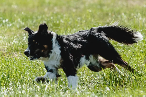 Pes Běží Zeleném Poli Honí Návnadu Plné Rychlosti Coursing Soutěže — Stock fotografie