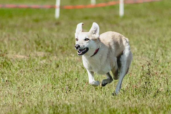 Pes Létání Moment Běhu Přes Pole Lákat Coursing Soutěž — Stock fotografie