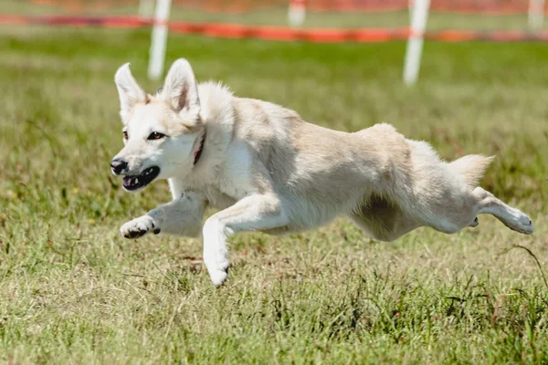 Pes Létání Moment Běhu Přes Pole Lákat Coursing Soutěž — Stock fotografie
