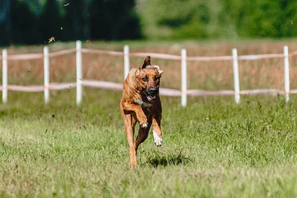 Köpek Yeşil Alanda Koşuyor Yarışmada Son Sürat Kameraya Doğru Koşuyor — Stok fotoğraf