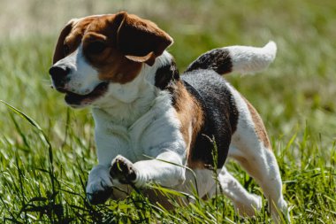 Köpek yeşil alanda koşuyor ve yarışmada son sürat kameraya doğru koşuyor.