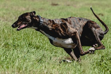 Greyhound köpeği köpek yarışı sırasında havalandı ve kameraya doğru koştu.