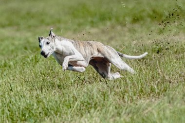 Kamçı köpeği köpek yarışı sırasında yerden havalandı ve kameraya doğru koştu.