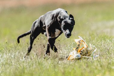 Kamçı köpeği köpek yarışı sırasında yerden havalandı ve kameraya doğru koştu.