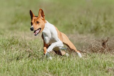 Basenji köpeği hızlı koşuyor ve köpek yarışında yeşil alanda yem kovalıyor.