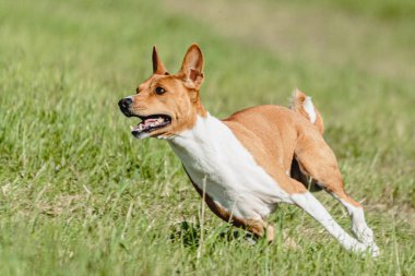Basenji köpeği hızlı koşuyor ve köpek yarışında yeşil alanda yem kovalıyor.