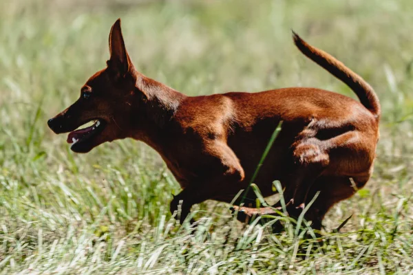 Pinscher Hund Flygande Ögonblick Att Springa Över Fältet Lockbete Kursiv — Stockfoto