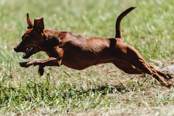 Pinscher Hund Flygande Ögonblick Att Springa Över Fältet Lockbete Kursiv — Stockfoto