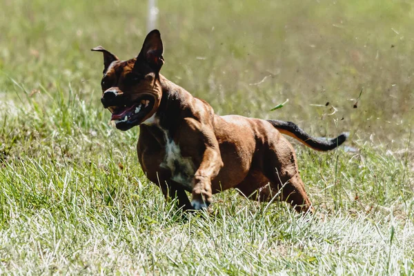 Staffordshire Touro Terrier Correndo Rápido Perseguindo Isca Através Campo Verde — Fotografia de Stock