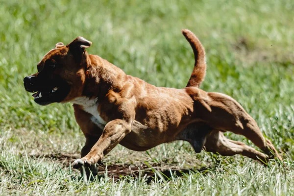 Staffordshire Tjur Terrier Kör Snabbt Och Jagar Lockbete Över Gröna — Stockfoto