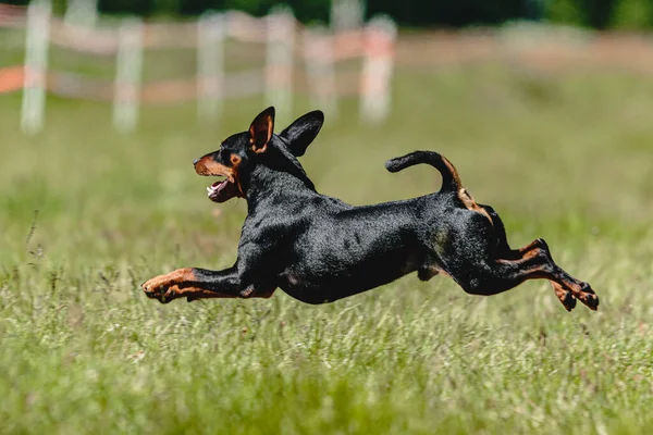 Pinscher Cão Voando Momento Correr Através Campo Atrair Competição Curso — Fotografia de Stock