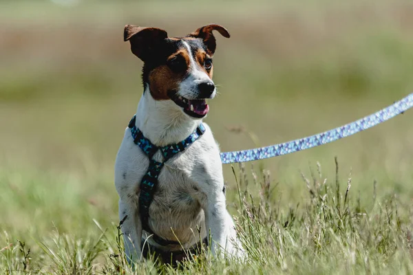 Chien Courant Dans Champ Vert Chassant Leurre Pleine Vitesse Sur — Photo