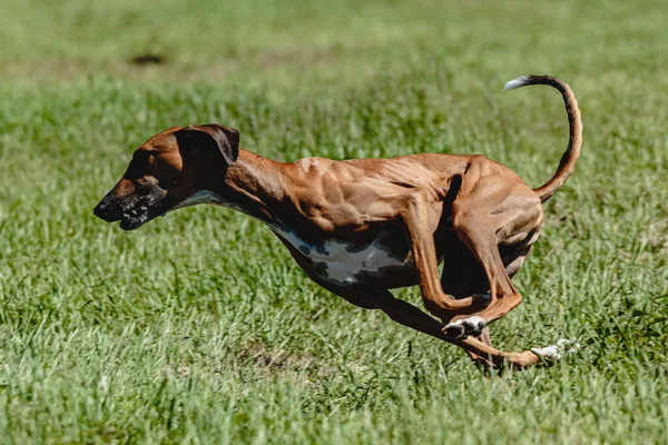 Azawakh Hund Lyfte Upp Från Marken Hundkapplöpningstävlingen Kör Rakt Kameran — Stockfoto