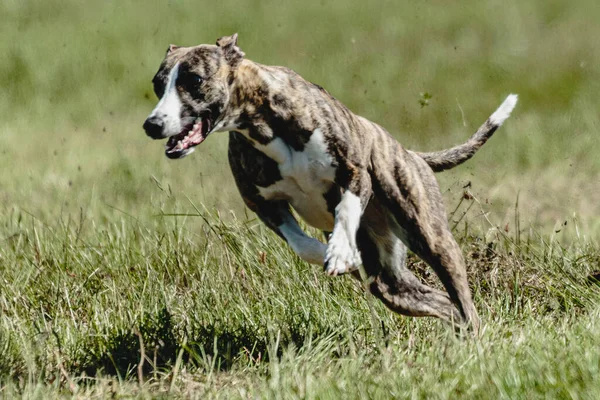 Whippet Perro Levantó Del Suelo Durante Competencia Carreras Perros Corriendo — Foto de Stock