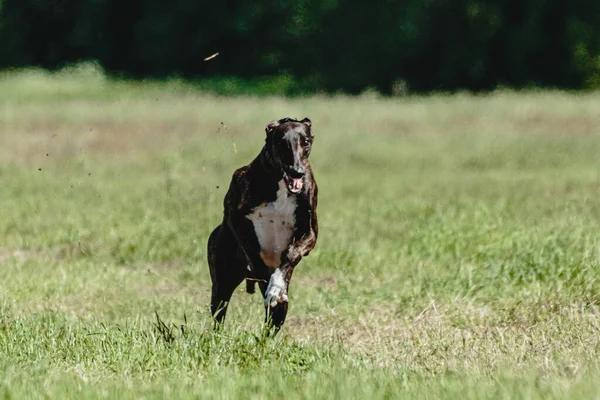 Greyhound Hund Lyfte Upp Från Marken Hundkapplöpning Tävling Kör Rakt — Stockfoto