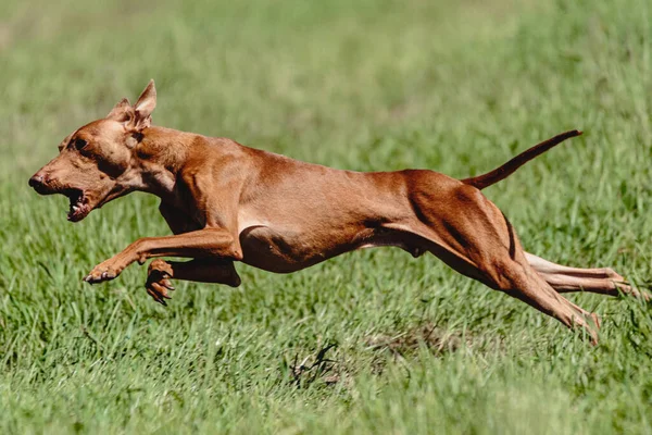 Cirnecodell Etna Chien Courant Vite Chassant Leurre Travers Champ Vert — Photo