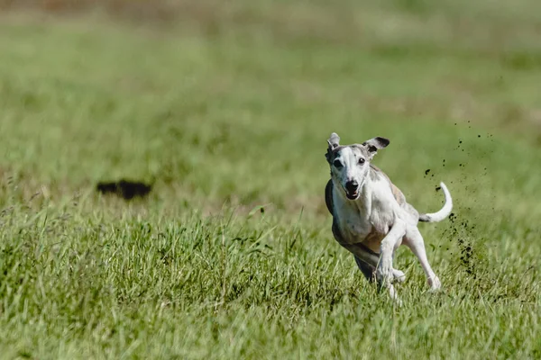 Whippet Hund Lyfte Från Marken Hundkapplöpning Tävling Kör Rakt Kameran — Stockfoto