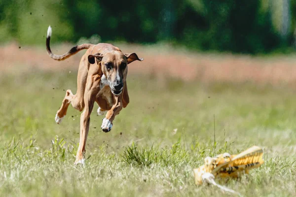 Azawh犬は カメラにまっすぐに実行されている犬のレースの競争中に地面から持ち上げた — ストック写真