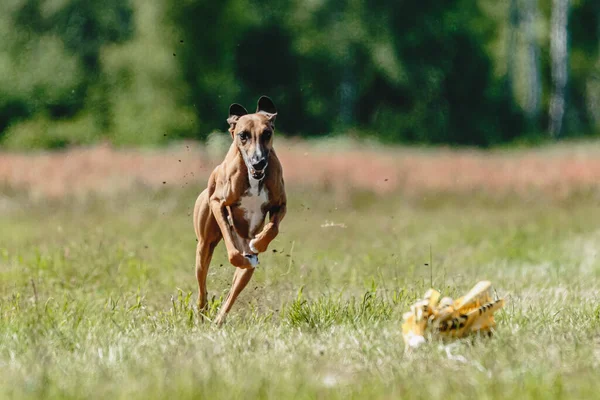 Azawakh Cão Levantou Chão Durante Competição Corridas Cães Correndo Direto — Fotografia de Stock