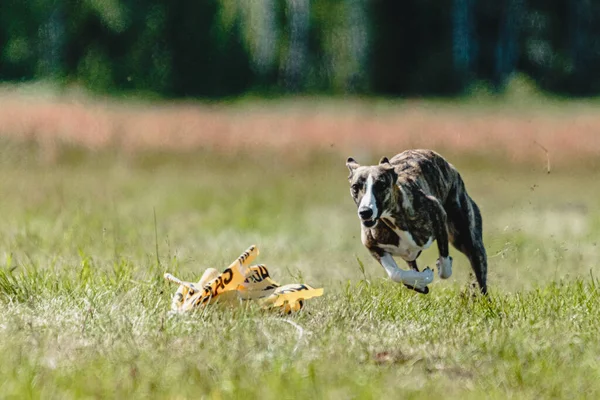Whippet Dog Lifted Ground Dog Racing Competition Running Straight Camera — Stock Photo, Image