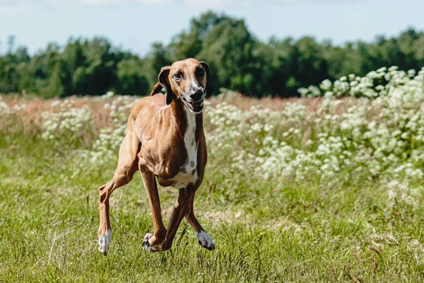 Azawakh Perro Levantó Del Suelo Durante Competencia Carreras Perros Corriendo — Foto de Stock