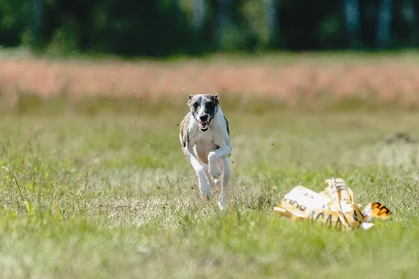 카메라를 곧바로 오르는 강아지 경주를 땅에서 떨어졌다 — 스톡 사진