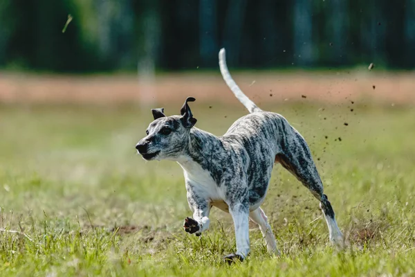 Whippet Perro Levantó Del Suelo Durante Competencia Carreras Perros Corriendo —  Fotos de Stock
