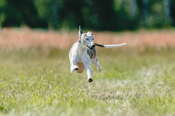 カメラにまっすぐに実行されている犬のレースの競争の間に地面から持ち上げられたホイペット犬 — ストック写真