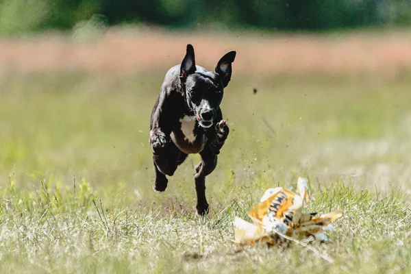 Whippet Cane Sollevato Terra Durante Gara Corse Cani Esecuzione Dritto — Foto Stock