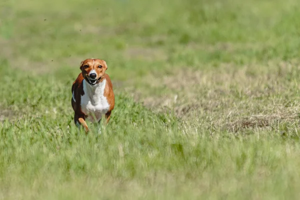 Basenji Hond Rennen Snel Jagen Lokken Groen Veld Bij Hond — Stockfoto