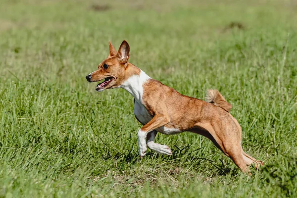 Basenji Pes Běží Rychle Honí Lákat Přes Zelené Pole Závodní — Stock fotografie