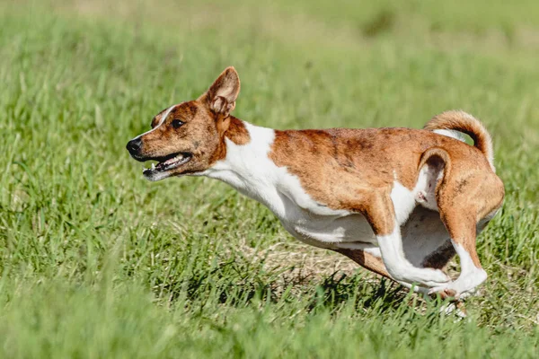 Basenji Hund Kör Snabbt Och Jagar Lockbete Över Gröna Fältet — Stockfoto